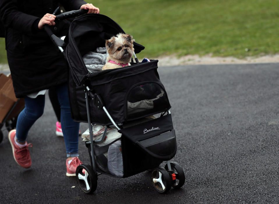 Crufts 2019: L'exhibició de gossos més gran del món