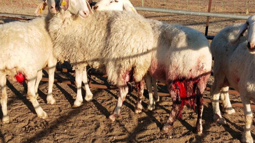 Tres ganaderos afectados por un ataque del lobo en Gáname