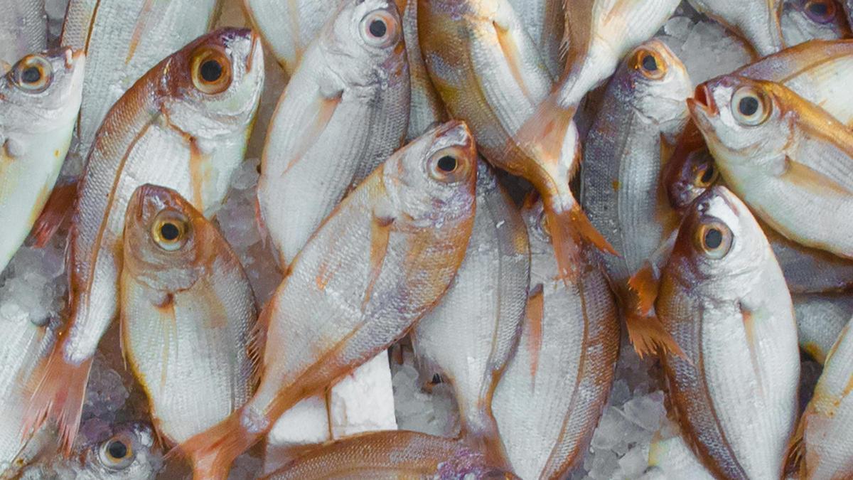 Pescado conservado en hielo