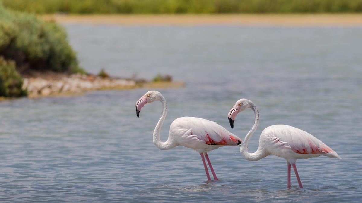 Flamencos en Doñana