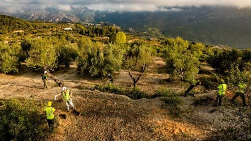 Descubren depredadores que pueden devorar el insecto que propaga la Xylella