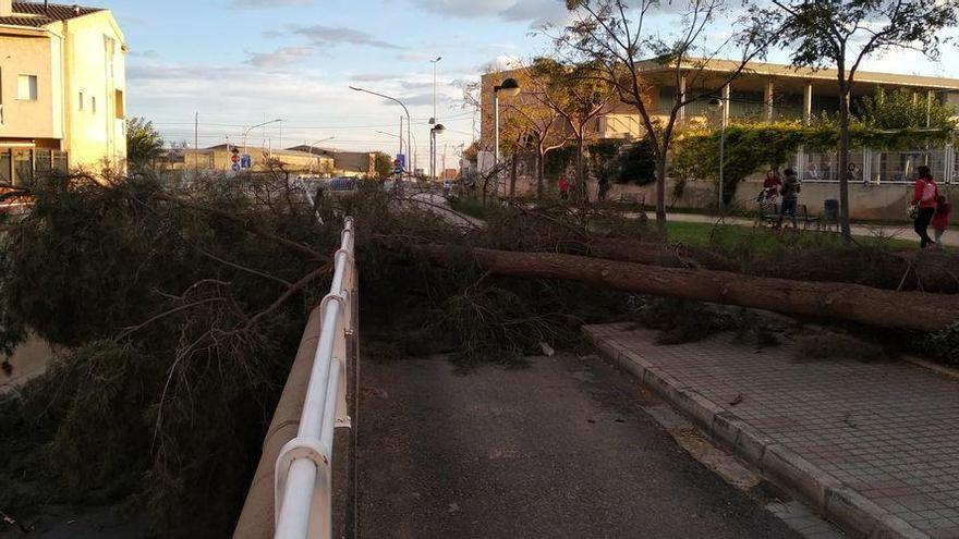 Cortan el tráfico en un túnel de Vila-real tras la caída de un árbol