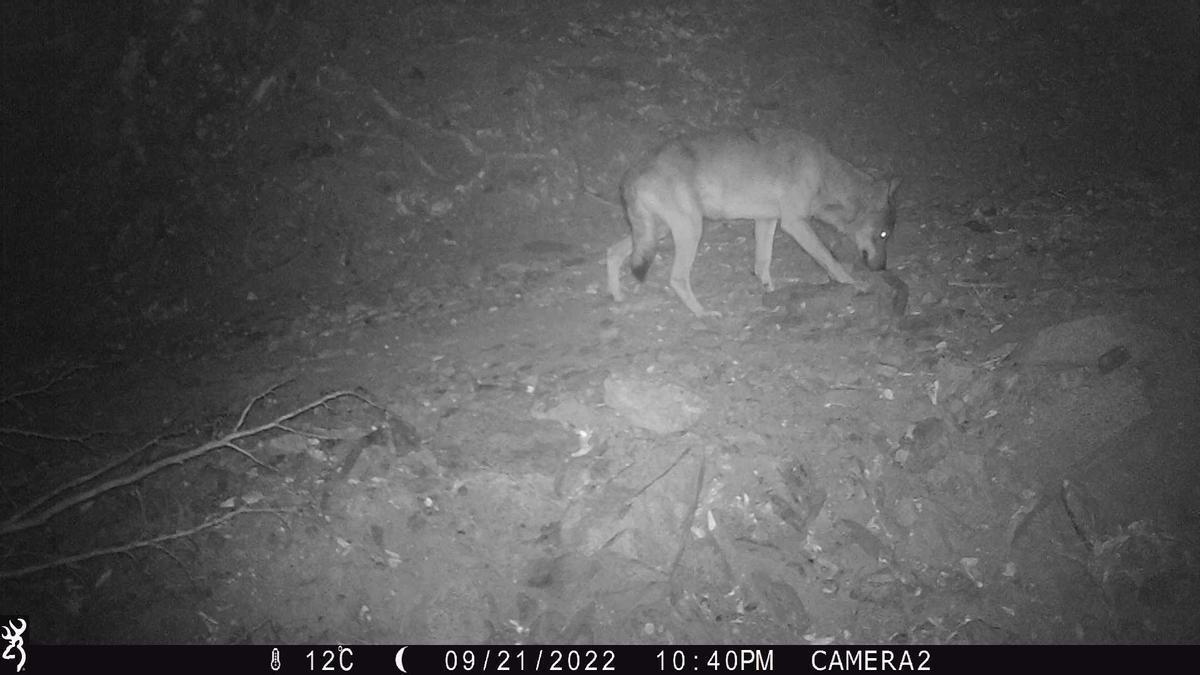 Detectat un llop al parc natural de l’Albera