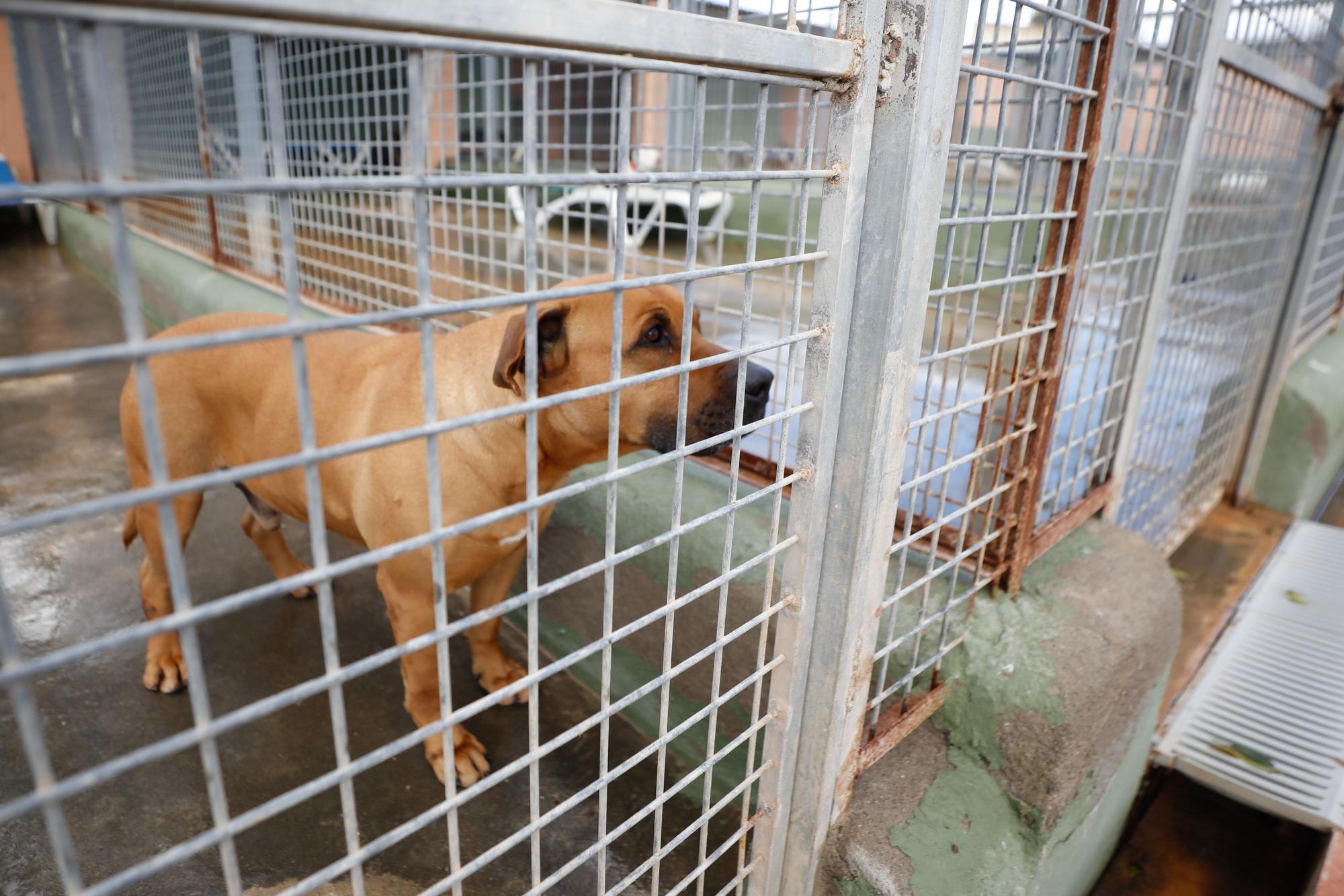 Junior, el perro de Ibiza que murió esperando un hogar