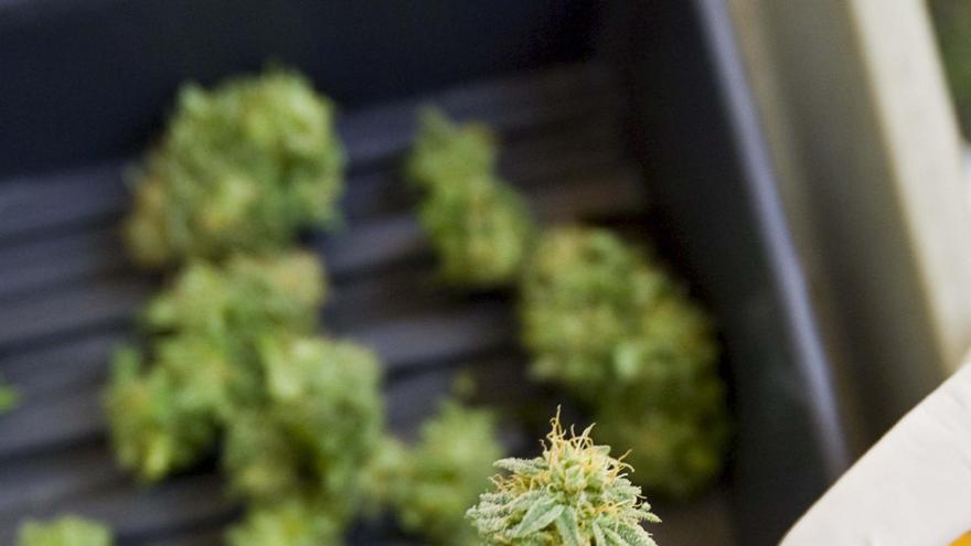 A juicio por tráfico de drogas, por 706 plantas de marihuana: 11,3 kilos y una posible ganancia de 20.000 euros