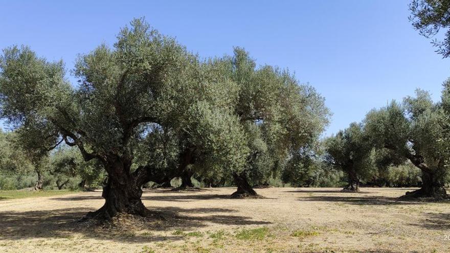 Entorno natural de Sant Mateu, con numerosas plantaciones y cultivos.