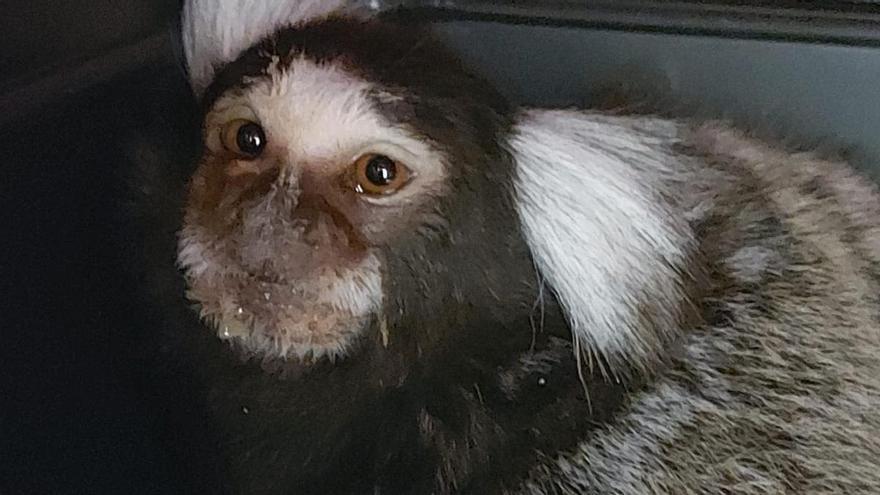 Investigan la aparición de un mono tití sudamericano en Alzira - Levante-EMV