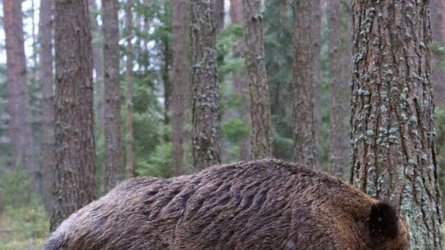 ¿Por qué cada vez hay más jabalíes en Galicia?