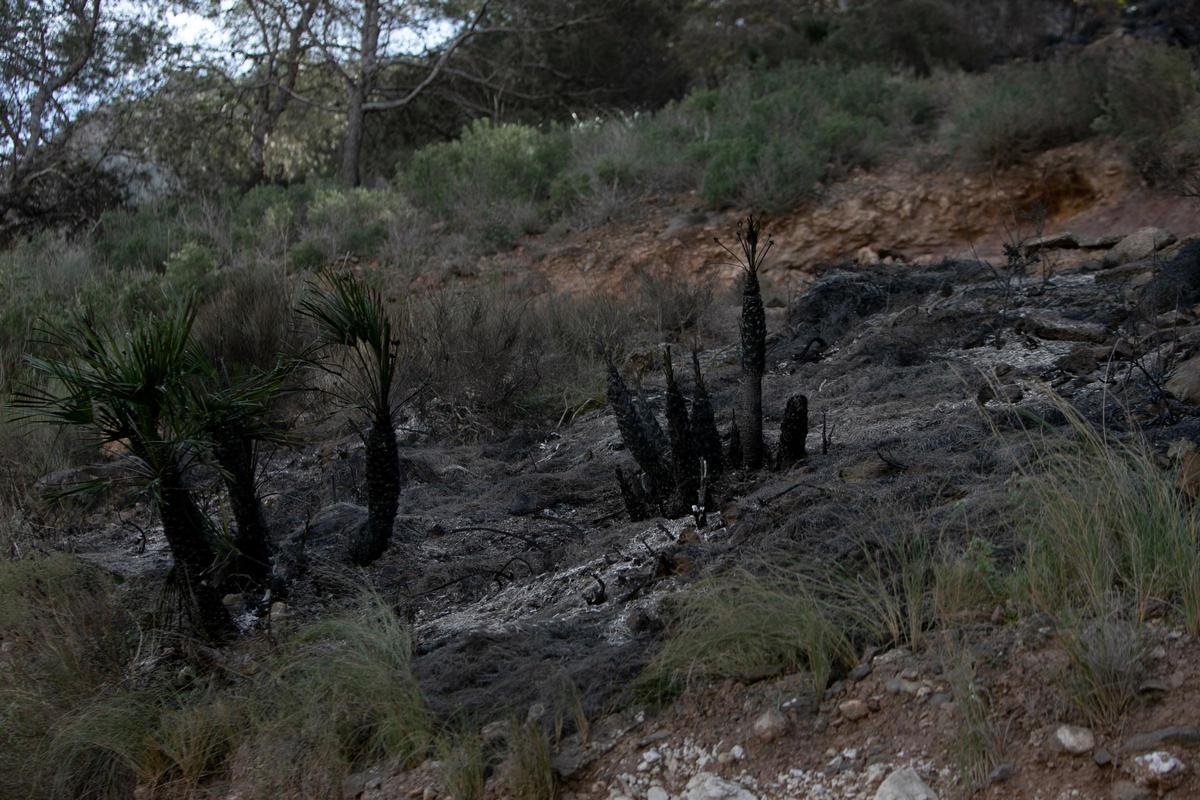Algunos de los momentos más destacados de esta mañana en el incendio de Cabo Tiñoso. Algunos de los momentos más destacados de esta mañana en el incendio de Cabo Tiñoso.