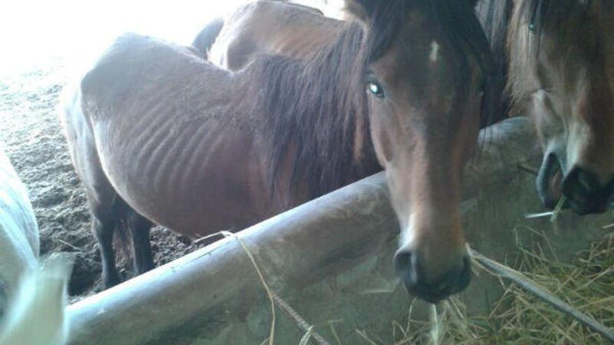 El juzgado adjudica los  19 caballos en situación de abandono de Luxender a una cuadra de Valencia