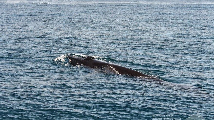 Una de las ballenas estudiadas en los últimos días.