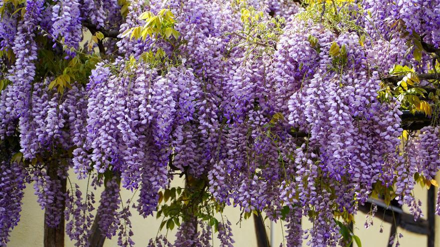 La flor morada más llamativa que puedes tener en casa y que te durará toda la vida