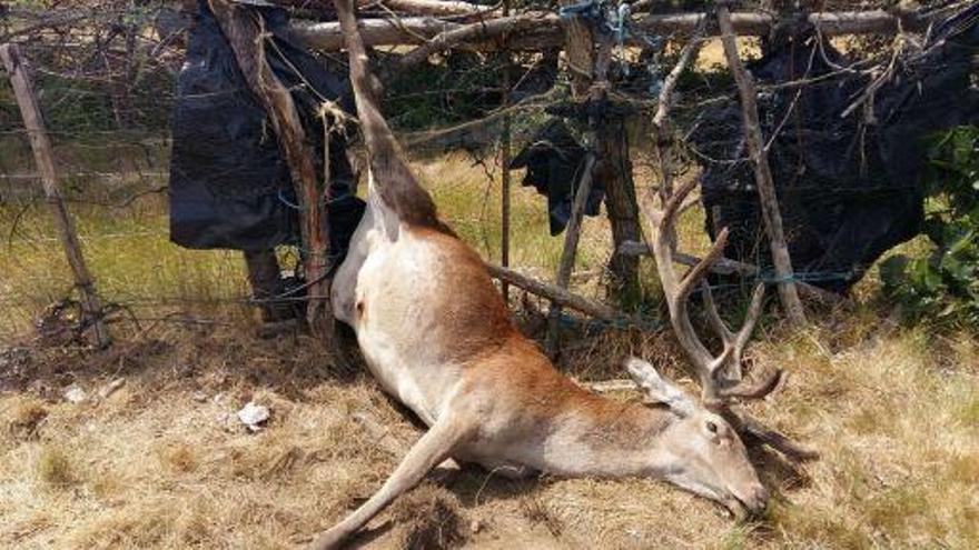 Ciervo muerto en Folgoso de la Carballeda