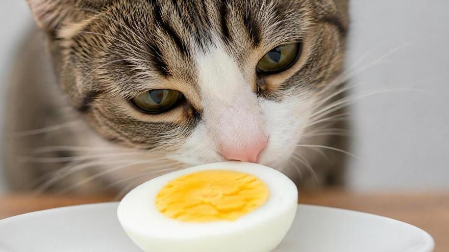 El veterinario JuanjoVet sobre darle huevo a tu gato: “Tiene taurina, un nutriente esencial para la visión, el corazón, el sistema inmunológico y la digestión”