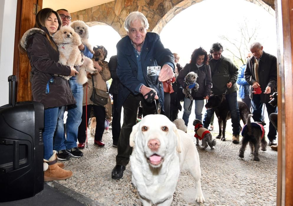 Los animales, recibiendo la bendición.