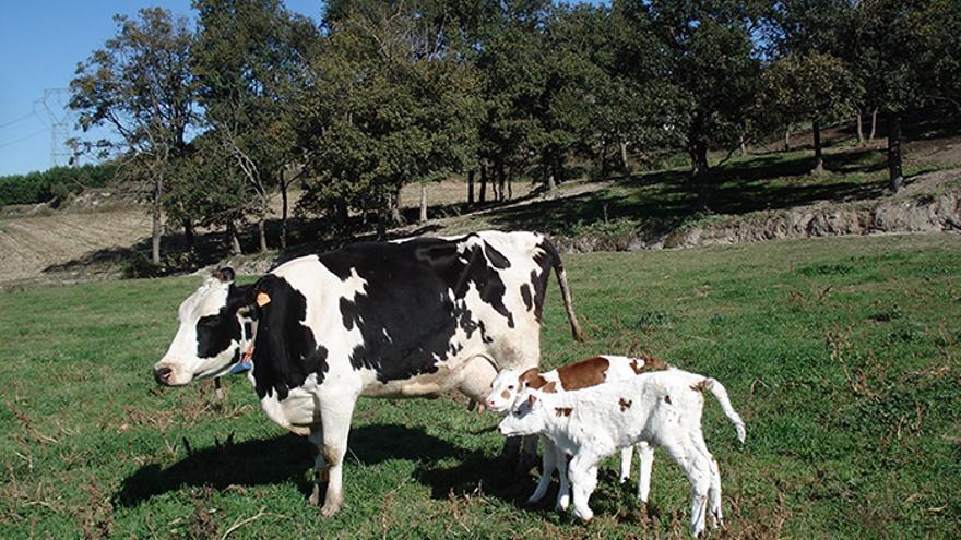 Granja Cal Rei a Santa Eugènia de Berga