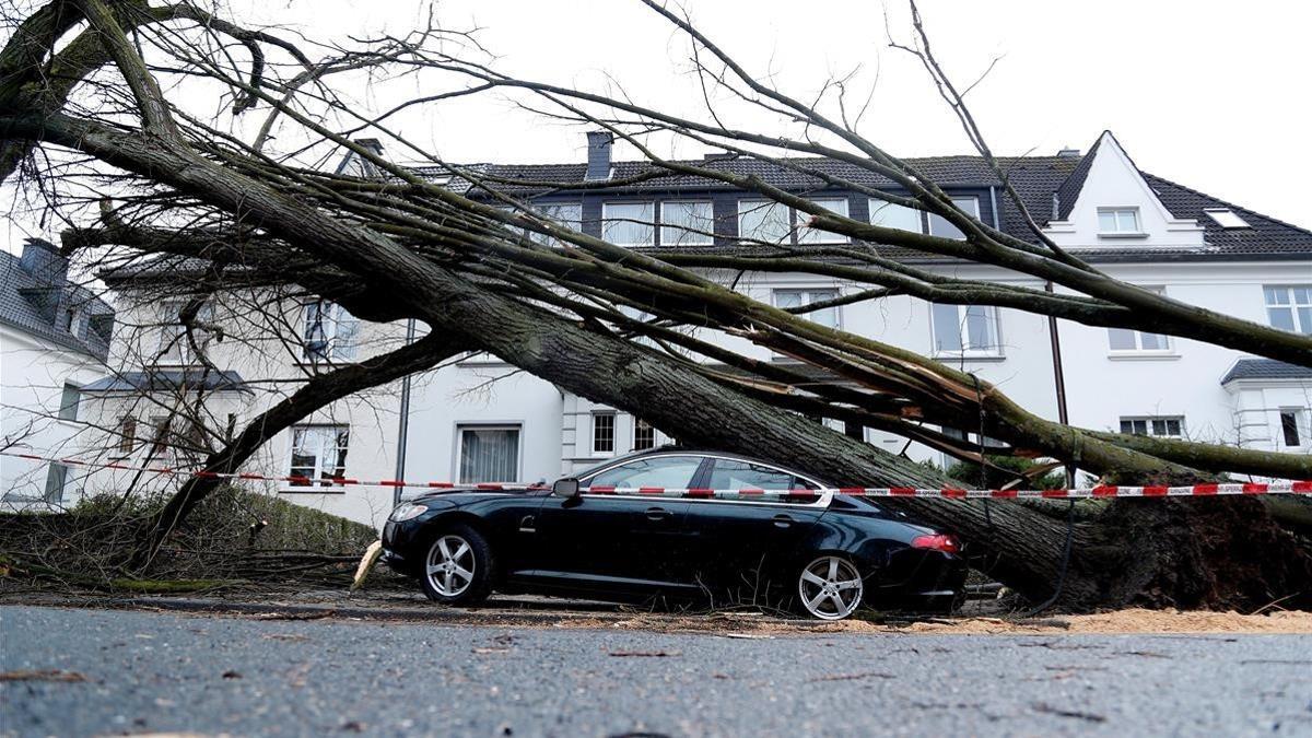 Un árbol caído sobre un coche en Dortmund (Alemania), el 18 de enero.