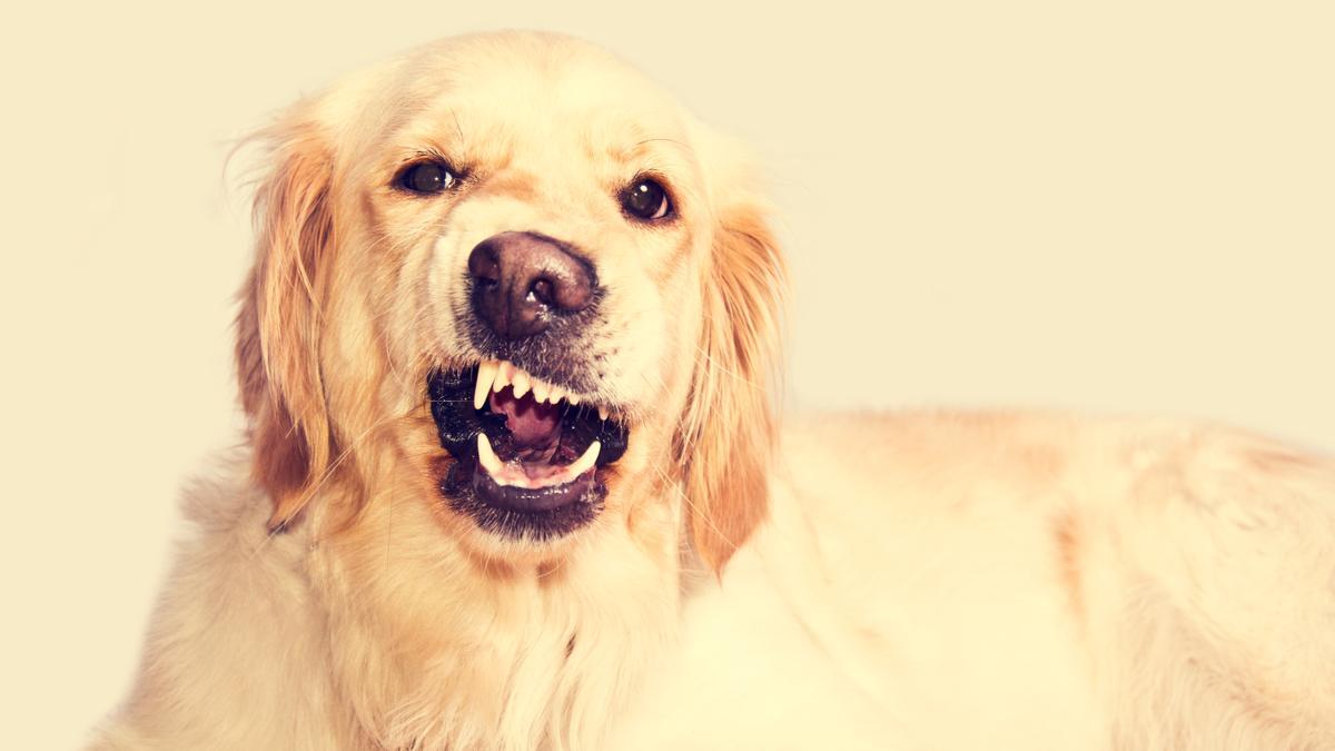 PERROS | Los tres ruidos que más molestan a los perros