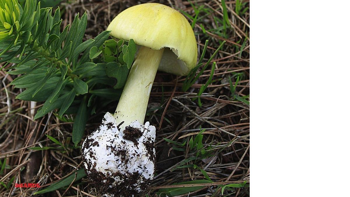 Amanita phalloides