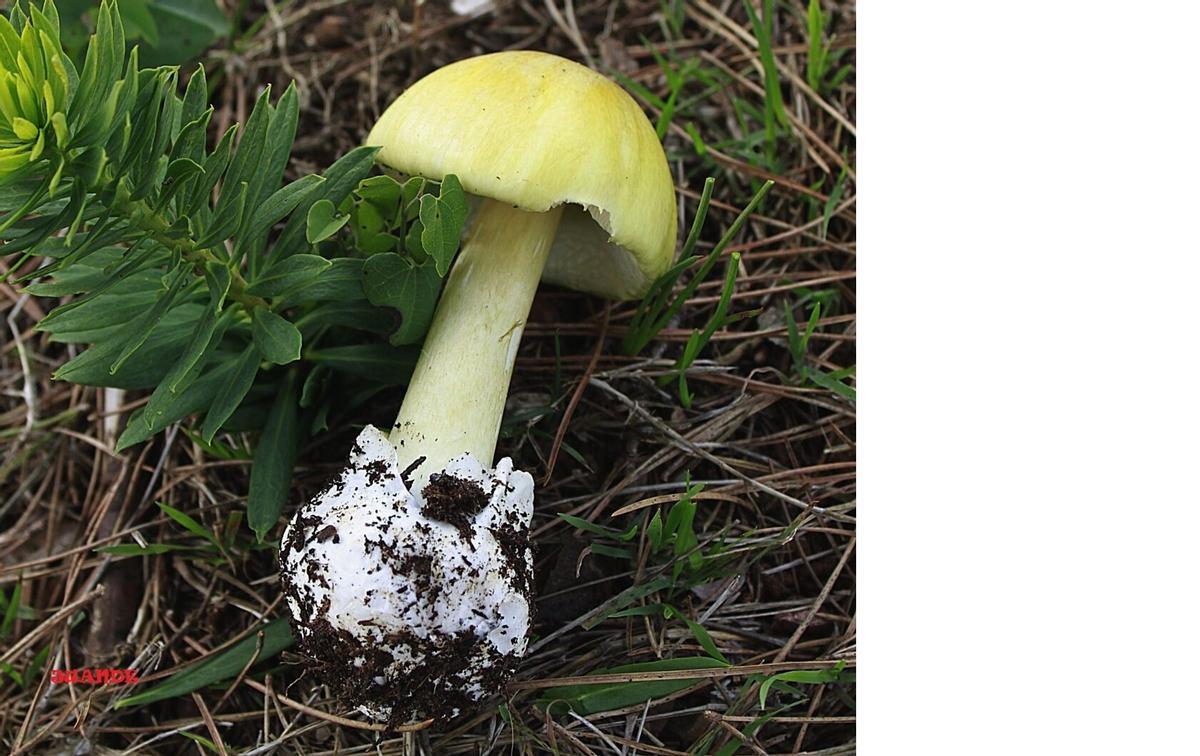 Amanita phalloides