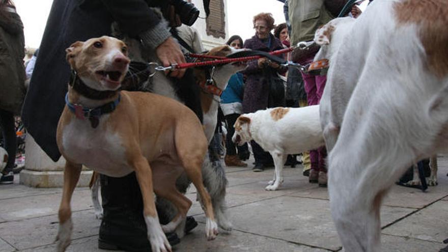 Guerra a las cacas de los perros