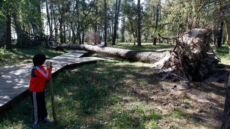 Árbol caído en Cabanas. // EFE