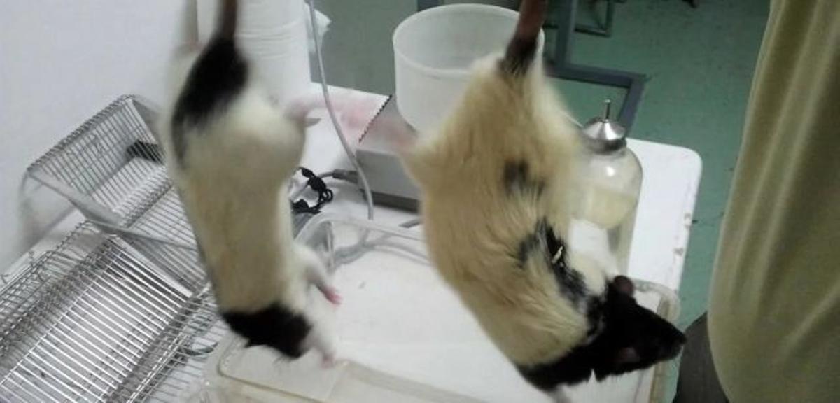 Experimentación con animales en un laboratorio