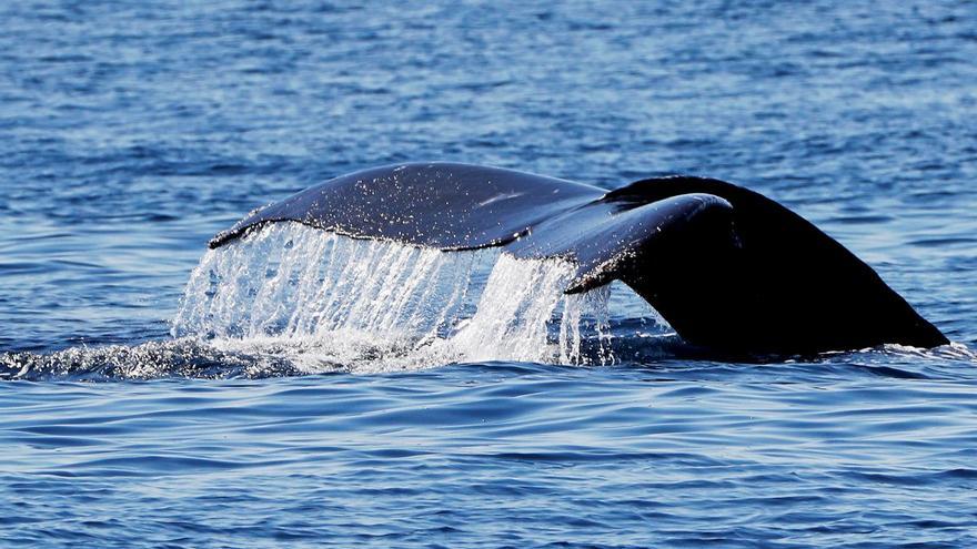 Aleta caudal de una ballena azul.