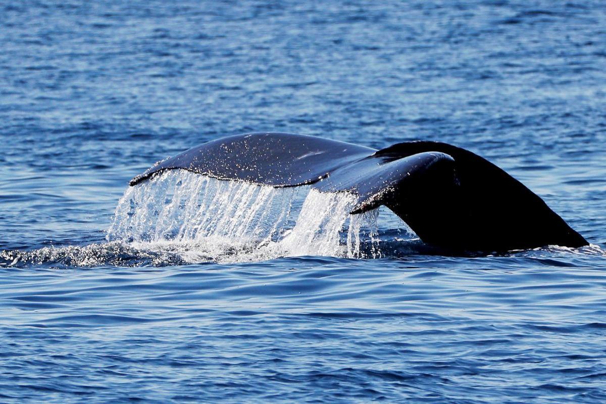 Aleta caudal de una ballena azul.