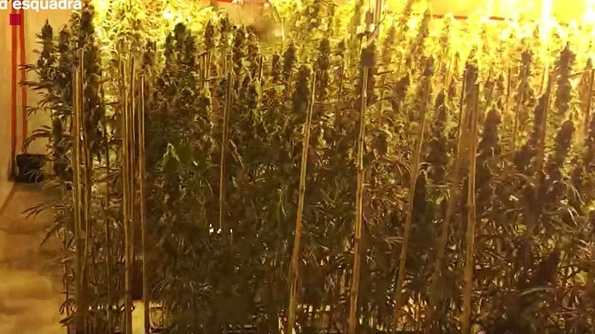 Part de les plantes de marihuana comissades a Santa Llogaia d’Àlguema. | MOSSOS D’ESQUADRA