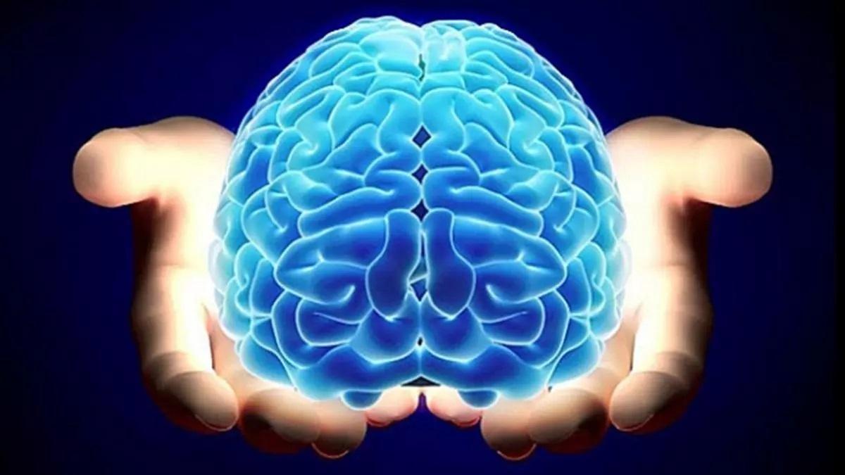Cerebro.