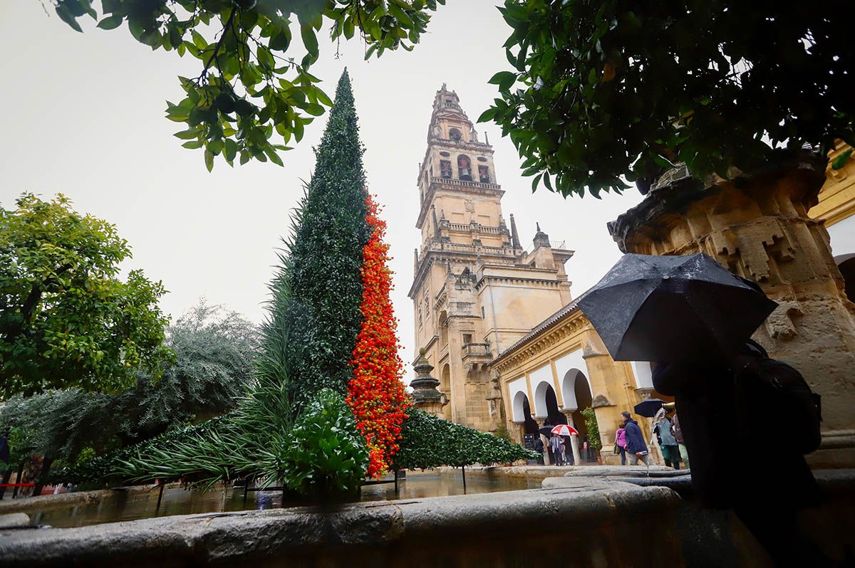 Córdoba Flora 2022 Yuji Kobayashi Patio de los naranjos en la Mezquita Catedral