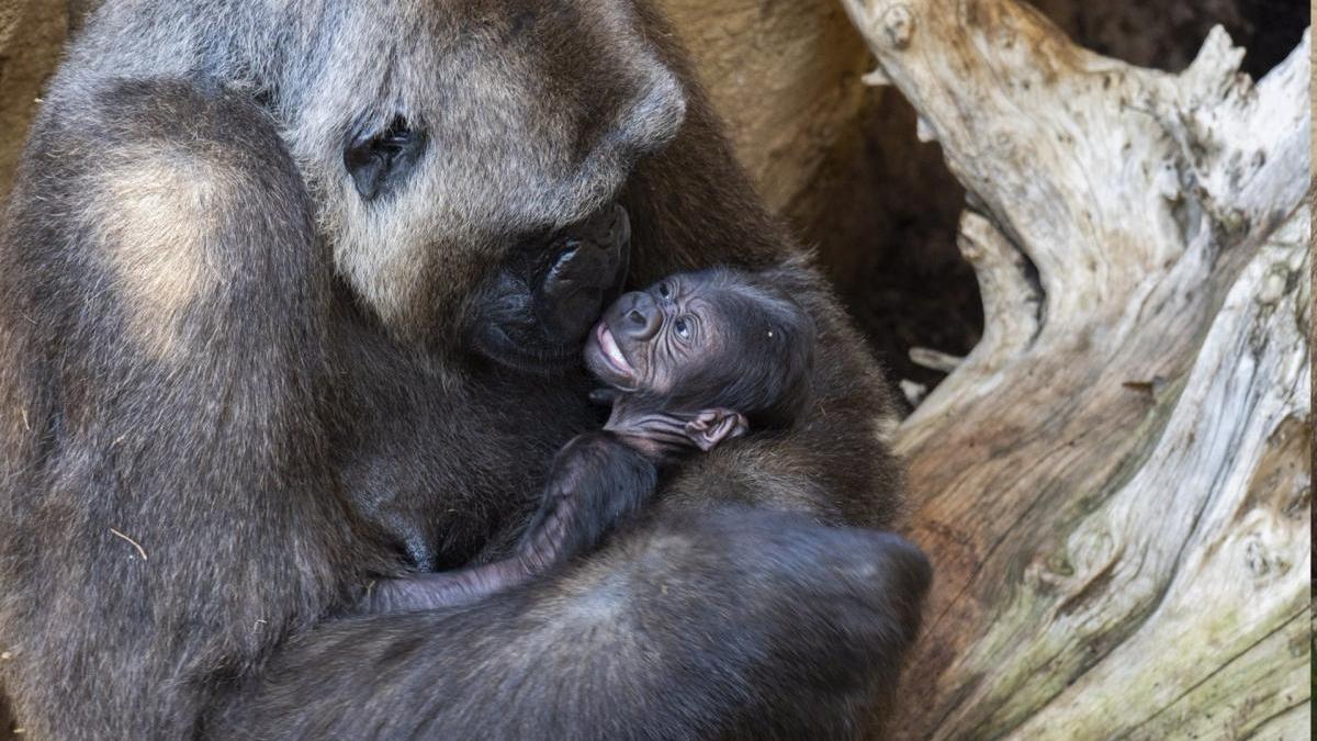 Primera cría de gorila nacido en Andalucía, en las instalaciones de Bioparc Fuengirola.