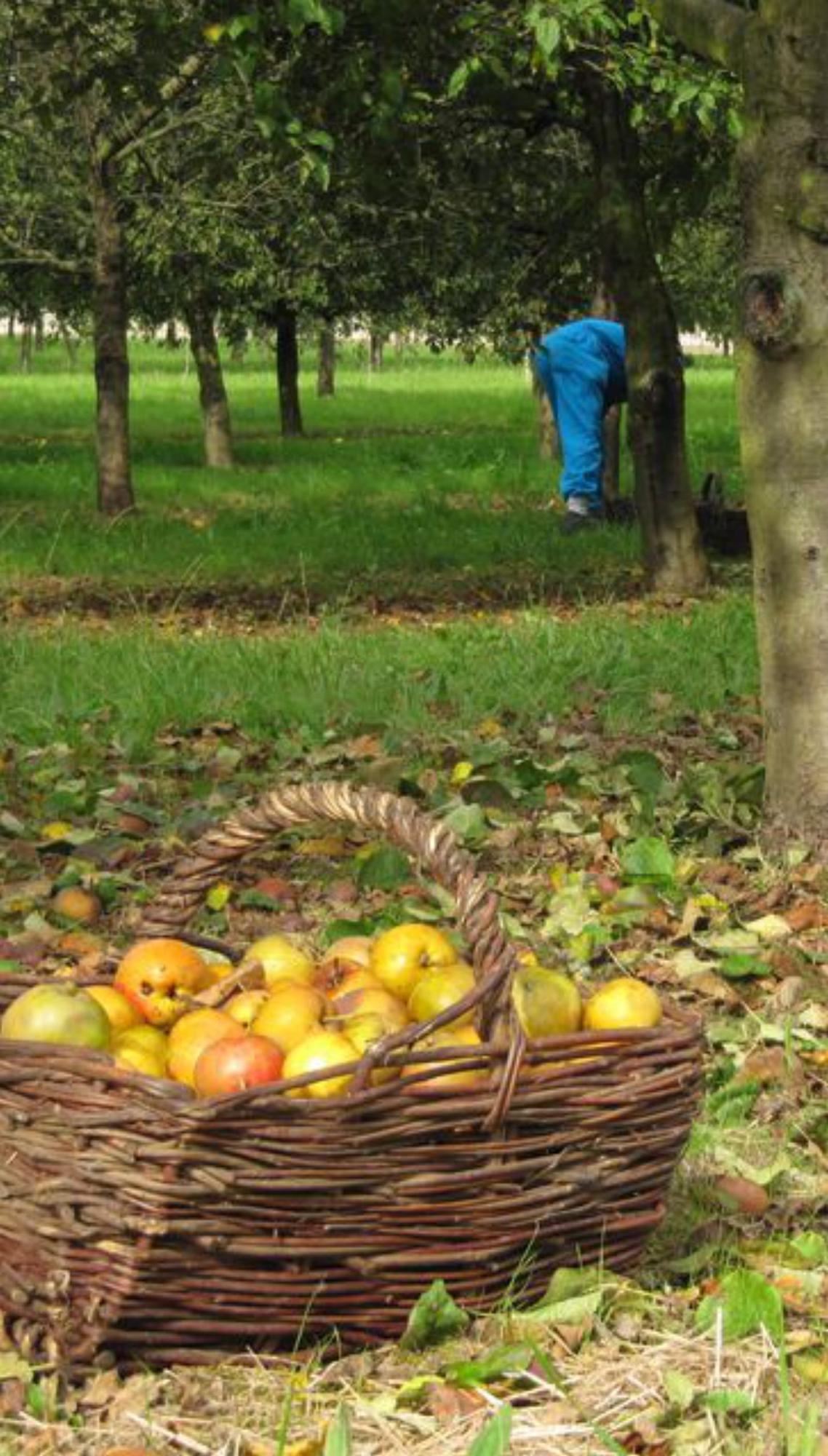 Cesta con manzanas en una pomarada. | Foto cedida a 