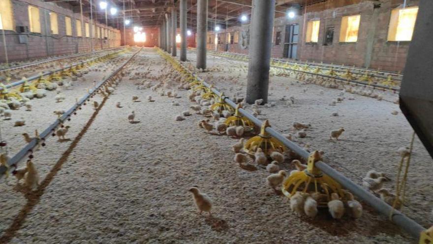 Aragón blindará las granjas para evitar la llegada de la gripe aviar