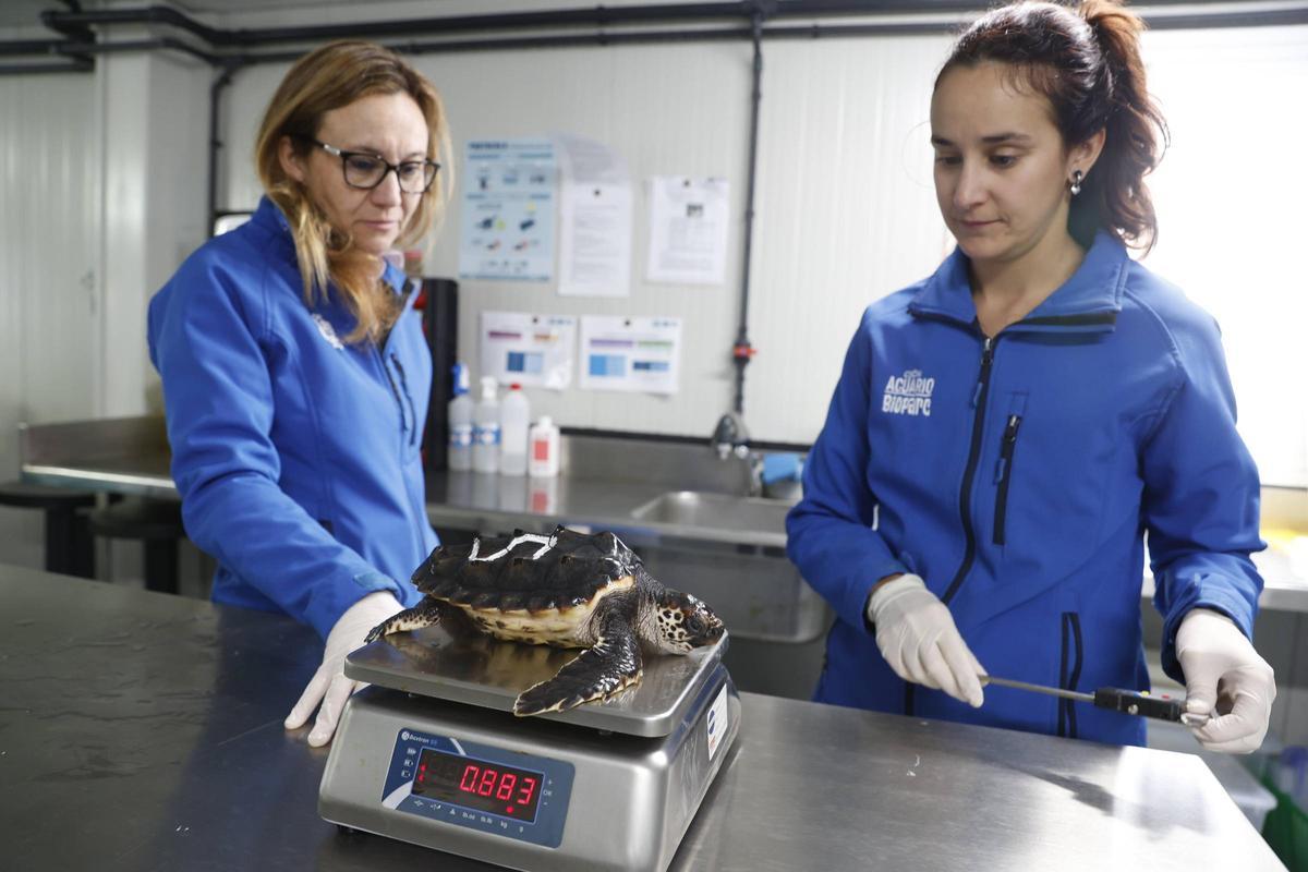 Las tortugas del Acuario de Gijón pegan el estirón