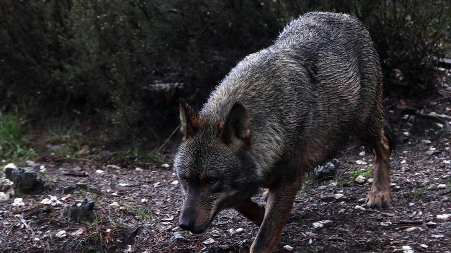 Galicia y otras once comunidades exigen al Gobierno una reunión urgente sobre la conservación del lobo