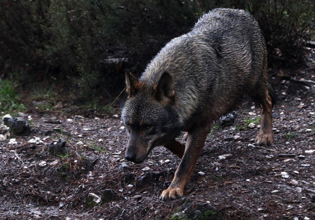 Imagen de archivo de un lobo ibérico.