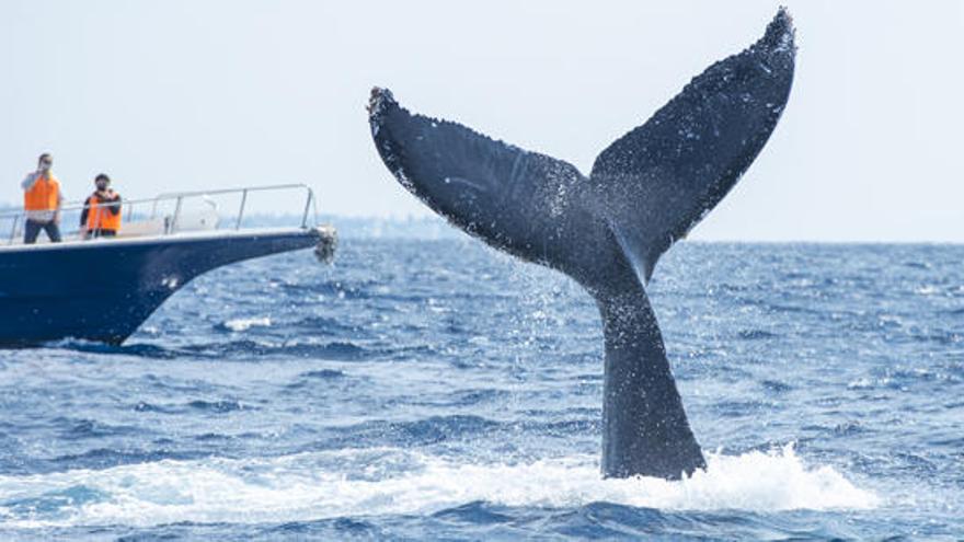 La carne de ballena es muy apreciada en Japón.