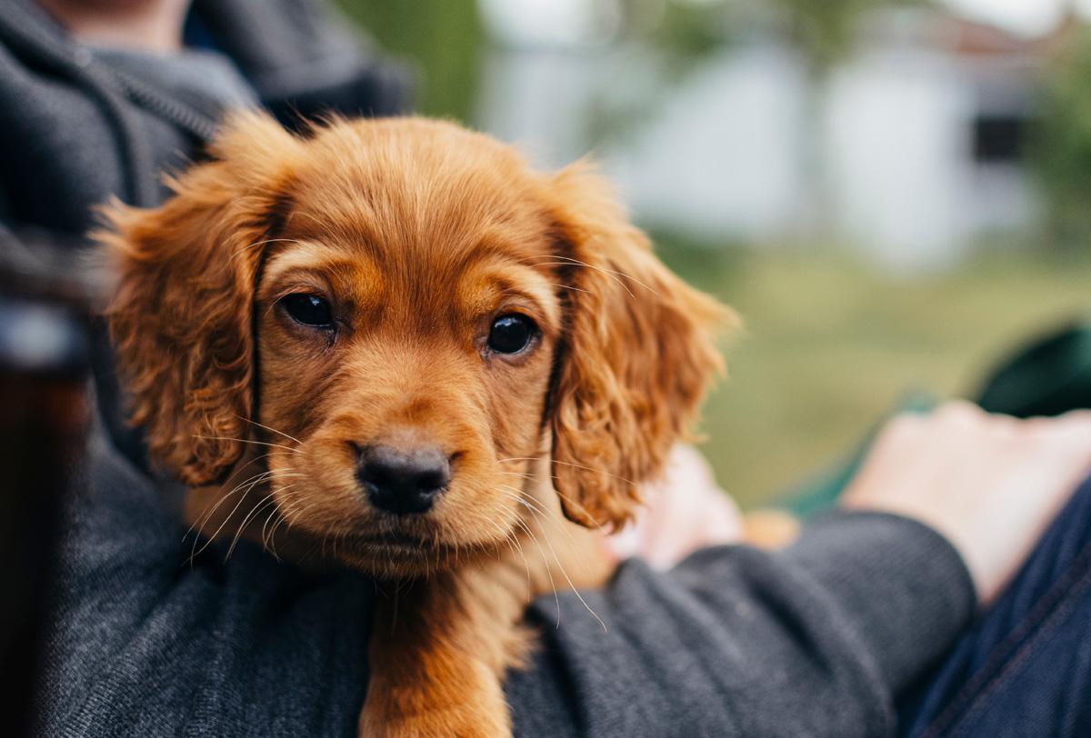 Denuncian la «dictadura animalista» de la nueva ley de protección animal