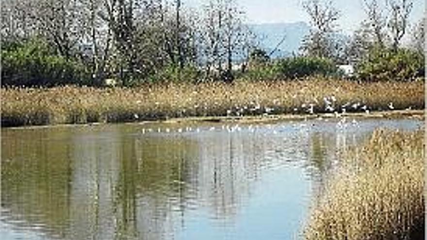 Una imatge de la llacuna del delta de la Tordera.