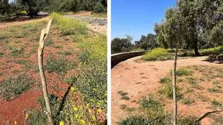 Reclaman un guarda para el parque de El Patriarca tras el destrozo de árboles jóvenes