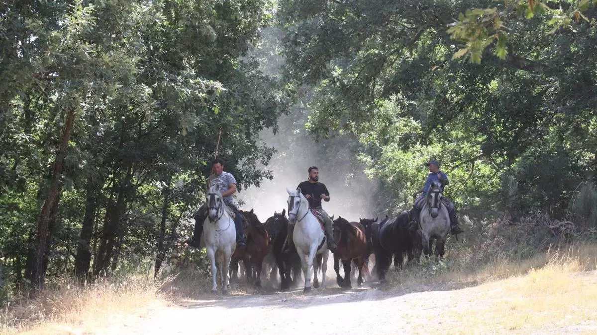 El movimiento trashumante pervive en Sanabria con una yeguada de un centenar de cabezas: "Somos desbrozadoras de cuatro patas en tiempo de incendios"