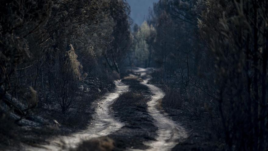 España acumula el 38,5% de toda la superficie forestal que ha ardido en Europa este año