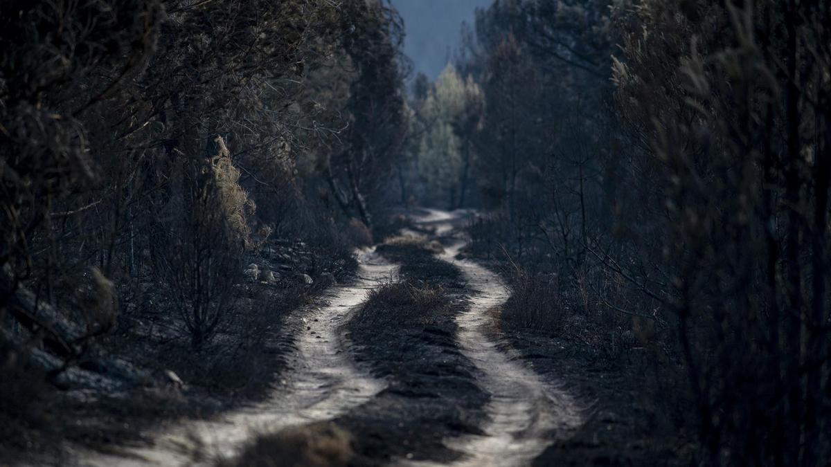 España acumula el 38,5 % de toda la superficie forestal que ha ardido en Europa este año