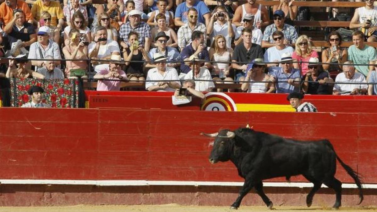 Un novillo pisa la plaza de toros de València durante la Feria de Julio.