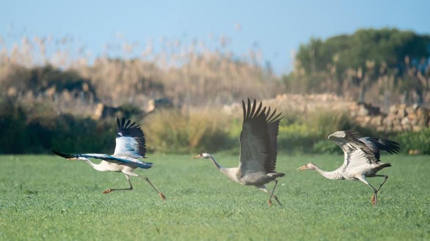 Grullas alzando el vuelo en ses Salines.