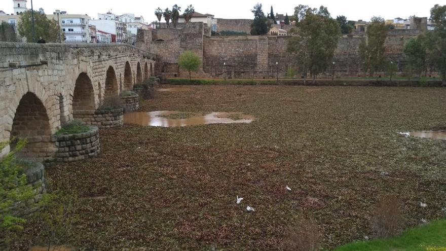 El temporal rompe tres barreras del Guadiana y llena de camalote el río en Mérida