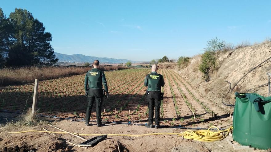 Desmantelan una plantación de 4000 plantas de marihuana y un campamento oculto entre matorrales