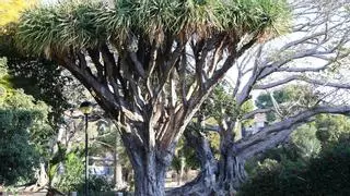 Sant Joan inicia la restauración del centenario jardín de Manzaneta para convertirlo en ecosistema tropical